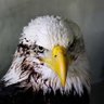Sam profil fotoğrafı