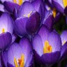 Profilbild von Crocusville