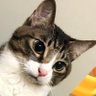 Profilbild von ふぁるこん