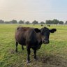 🇺🇸Cheeky Cow🇺🇸 profil fotoğrafı