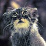 マヌルねこ's profile picture