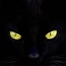 9 Lives profil fotoğrafı