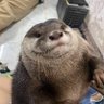 Profilbild von Sebastian Tricksnpebbles