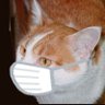 野﨑 具彦 (JL1QAH) profil fotoğrafı