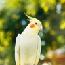gigio profil fotoğrafı