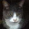Profilbild von ヒゴもん