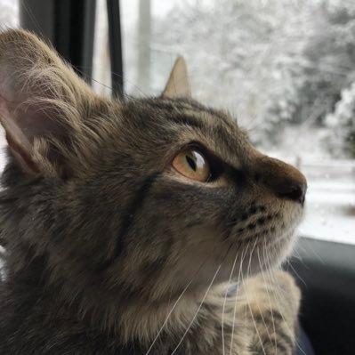 ねこカフェNewJourney's profile picture