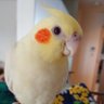 ランちゃん320's profile picture