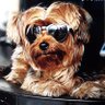 Peanut profil fotoğrafı
