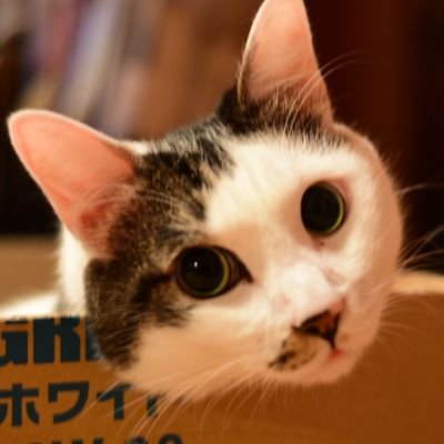 mononekoteata's profile picture