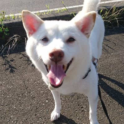 白柴らんたん's profile picture