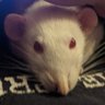 Coco the Canadian Socialist Rat🇨🇦 🇨🇦 profil fotoğrafı