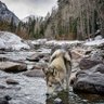 🇺🇸Lawrence🐕 Faller🌟🌟🌟 profil fotoğrafı