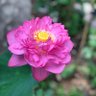 The Gardener 的头像