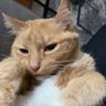 Just Lucy's profile picture