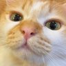 ししまる 的头像