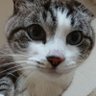 ピンキーちゃん profil fotoğrafı