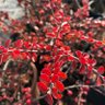 Фото профиля busrasapanci
