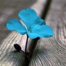Poppy 💙 的头像