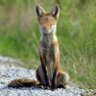 Profilbild von TailsFox