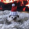 Boo's profile picture