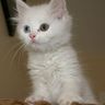 Righteous Cat profil fotoğrafı
