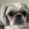 Carson the Degenerate Gambling Dog's profile picture