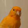 M. Szopieray's profile picture