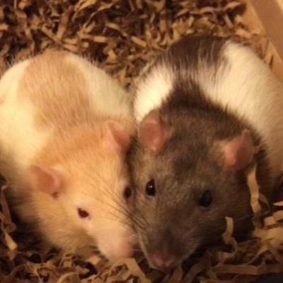 Shadow the Rat's profile picture