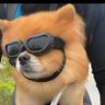 Peter Mcangus's profile picture