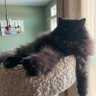 Profilbild von Coco the Cat