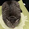 おおお 的头像