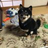 タカ 的头像