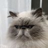 大人のはまち profil fotoğrafı