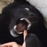 malsam🐾💙🩷 的头像