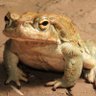 da_toad 的头像