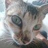 Joseon's profile picture