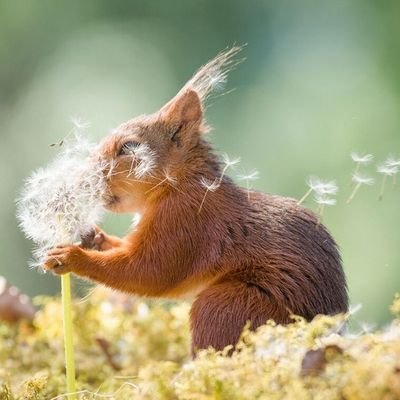 dvbotet's profile picture