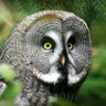 Profilbild von Зеркало совы Резолюция 1244