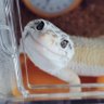 TeRuMi@✯gecko～frog～skink✯'s profile picture