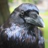 Red Raven 的头像