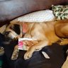 Rooneydog profil fotoğrafı