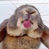 Silly Rabbit 的头像