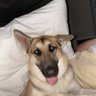 Elsa the GSD profil fotoğrafı