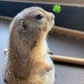 ♡どっくんちゃん♡🦫くるみ🐿てと🐿 的头像