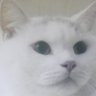 みそらのきのねこ🍉 的头像