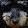 長谷川鬼平's profile picture