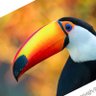 Toucan456 的头像