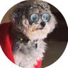 Profilbild von Chiqui Oliver 🖤🐾