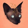 Profilbild von Chase Davis